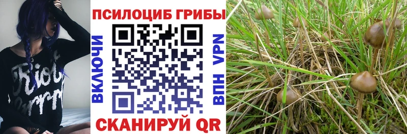 блэк спрут   Суздаль  Псилоцибиновые грибы прущие грибы  где купить наркоту 